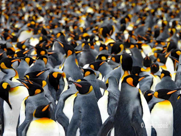 mass of king penguins 13