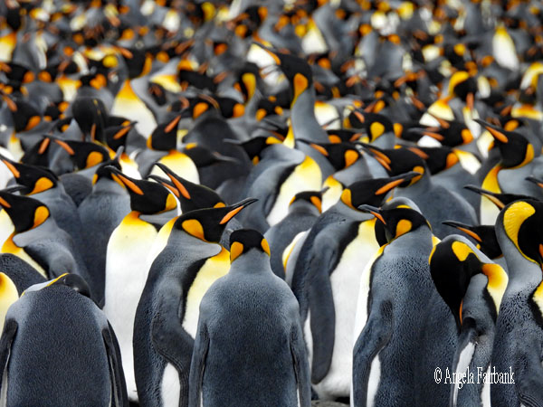 mass of king penguins 14