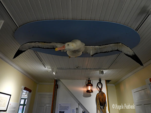 stuffed giant petrel in museum 1