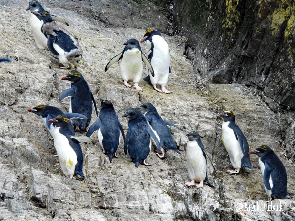 macaroni penguins 25