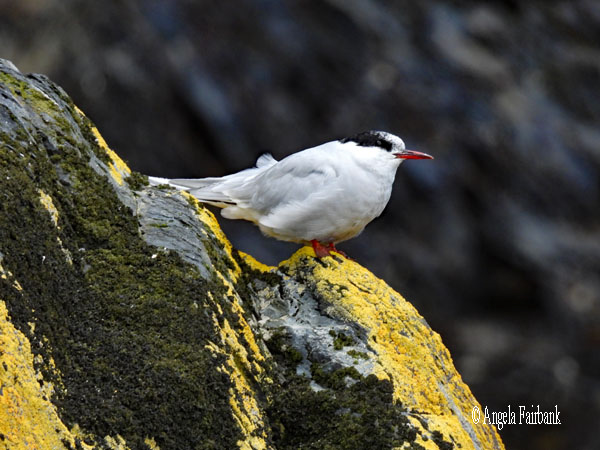 antarctic tern 1