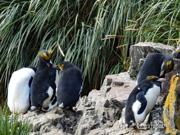 macaroni penguins 41