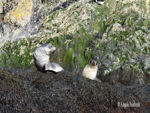 elephant seals 3