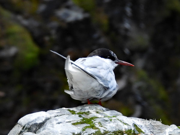 antarctic tern 2