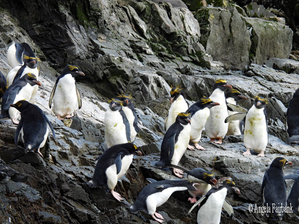 macaroni penguins 14