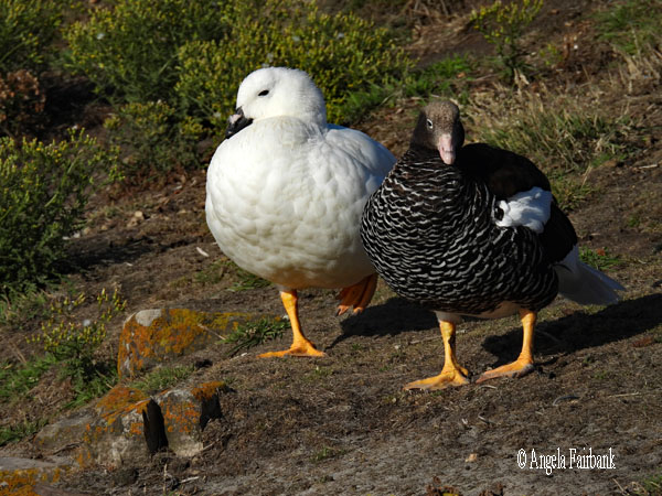 pair of kelp geese