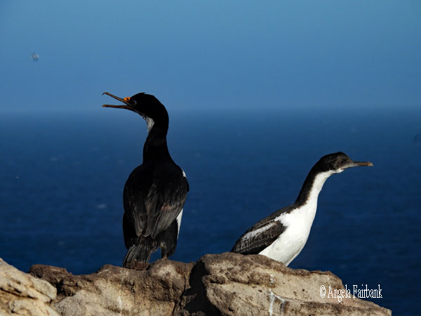 2 imperial cormorants