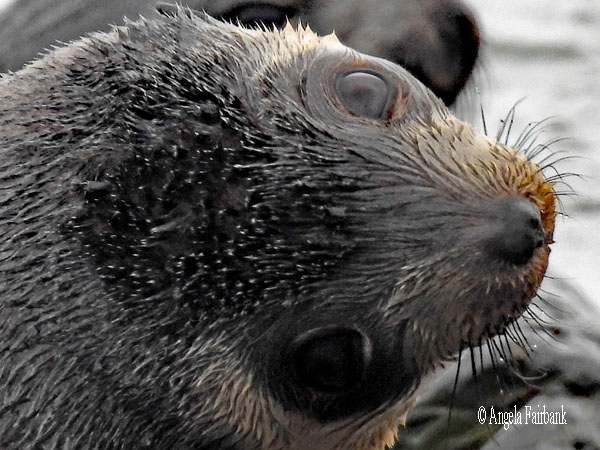 2 wet grey fur seal pups in water