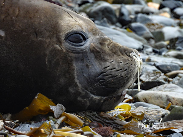 female elephant seal snotty face 2