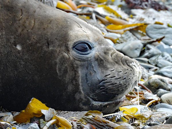 fur seal pup horizontal again