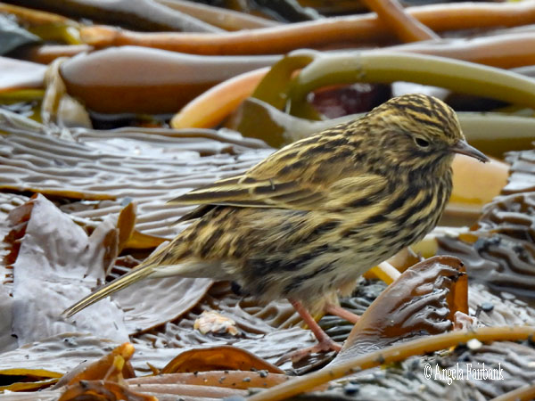 south georgia pipit 4