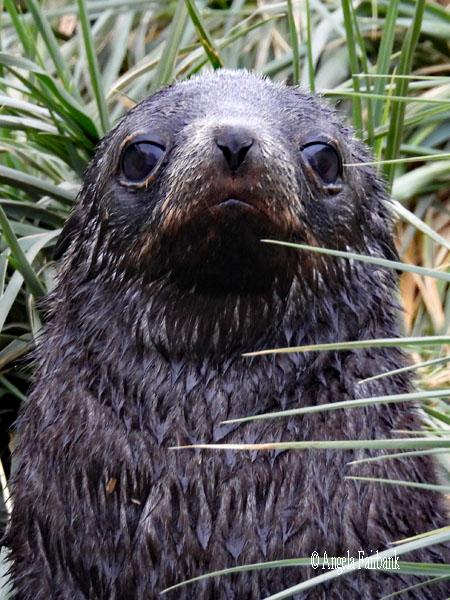 fur seal adult on soft grass 1