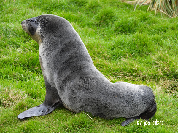 fur seal adult on soft grass 2