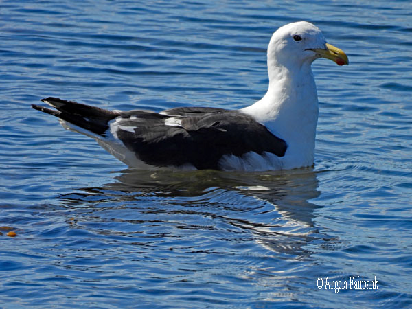 kelp gull swimming