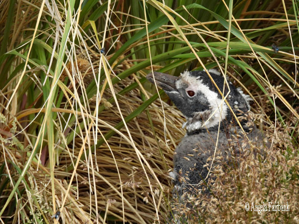 Magellanic penguin 1