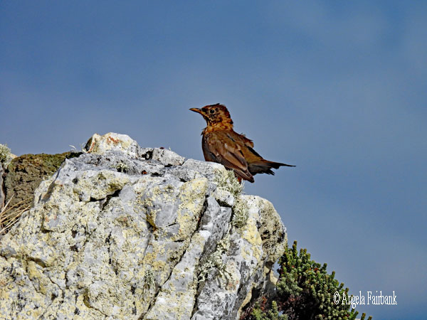 unidentified bird 2
