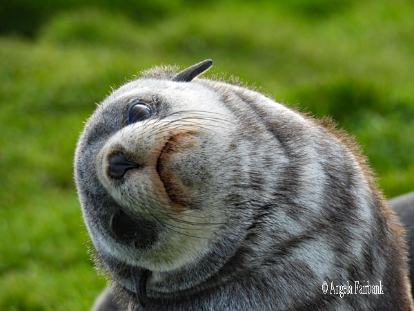 fur seal 1
