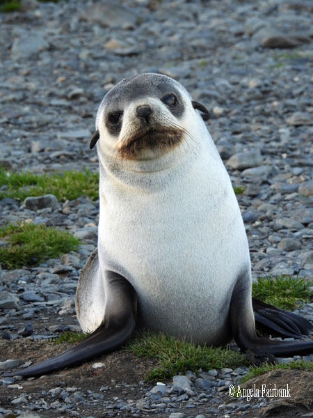 2 fur seals