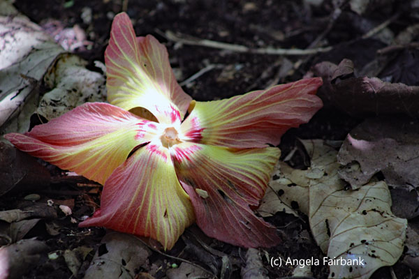 fallen flower