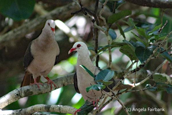 endemic Mauritius pink pigeon
