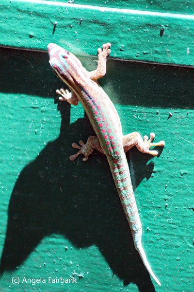 day gecko 1