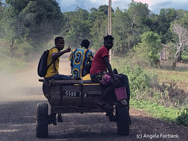 3 boys in zebu cart