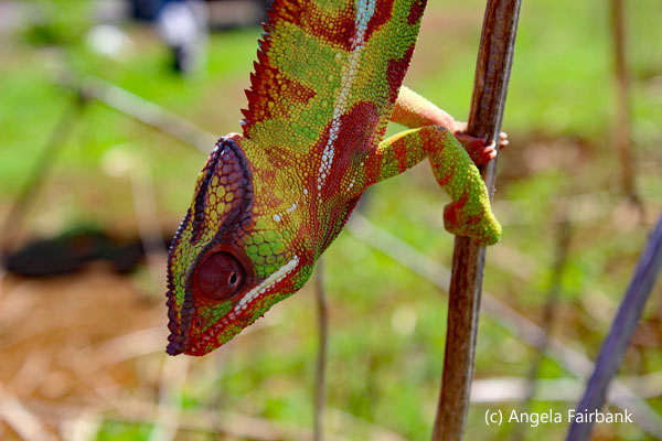 panther chameleon turned yellow 3