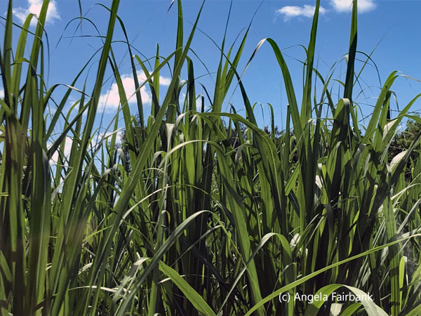 sugar cane