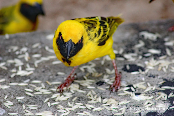 male weaver 2