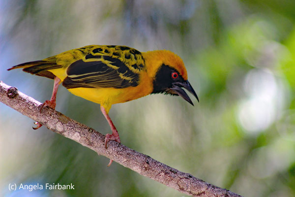 male weaver 2