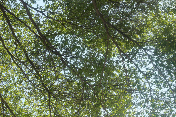 tree foliage