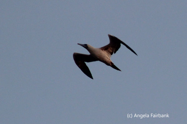 flying bird