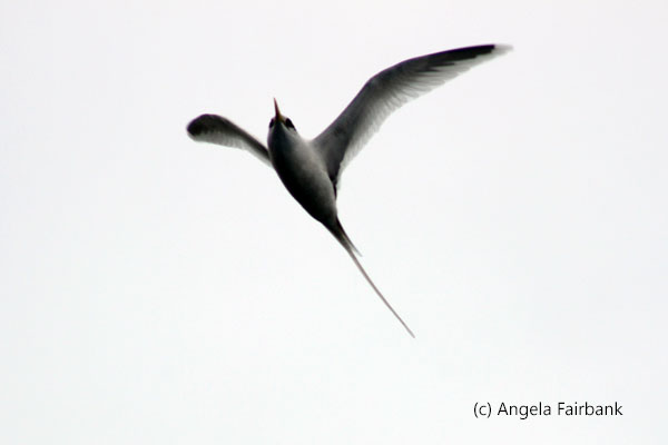tropicbird 3