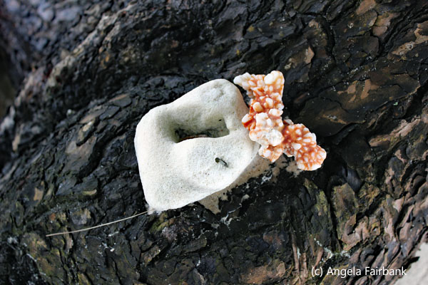 coral growing on wood