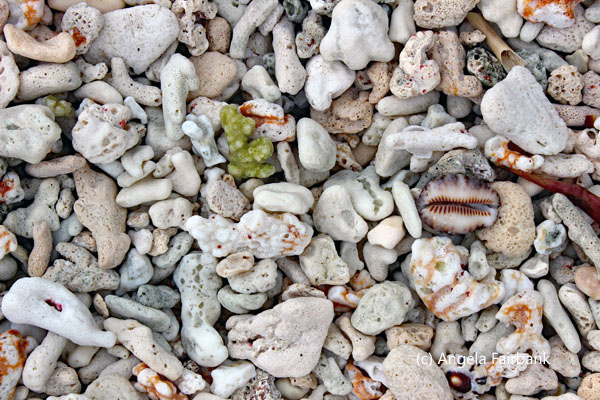 coral on beach