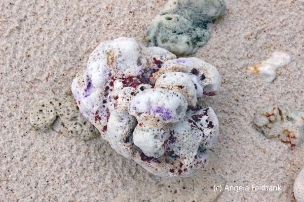 beach coral 2