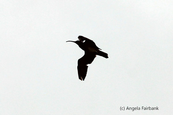 curlew possibly