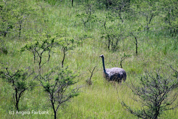 ostrich