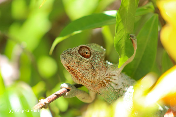 red head chameleon 1