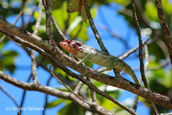 chameleon in tree
