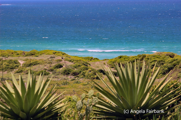 view of sea and cactus
