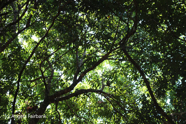 tree cover
