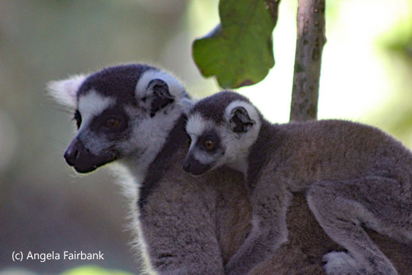 ring-tail lemur with baby 3