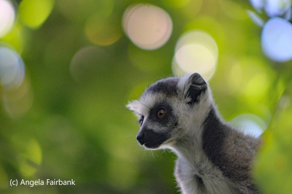 baby ring-tail