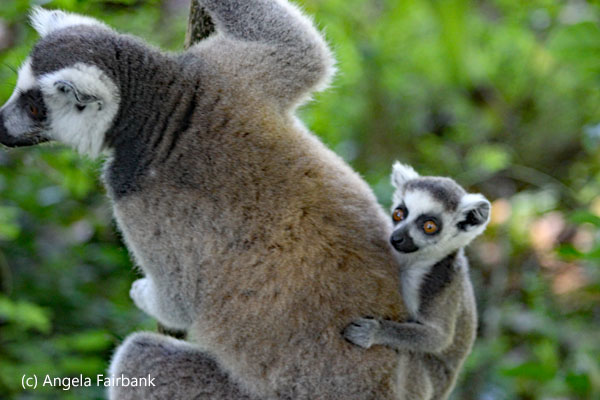 ring-tail lemur with baby 6
