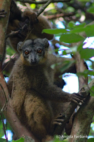brown lemur 4