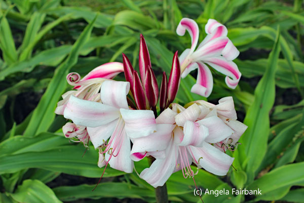 white and purple flower