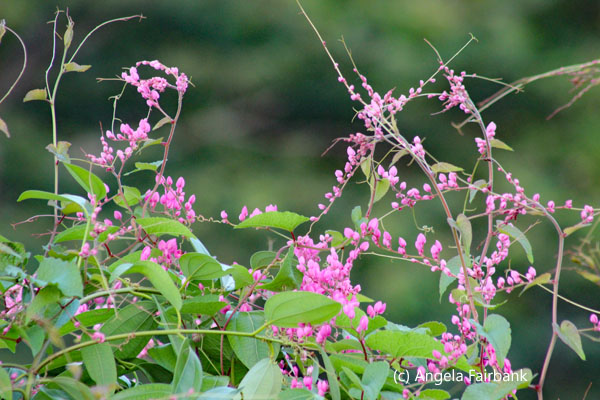 pink flowers