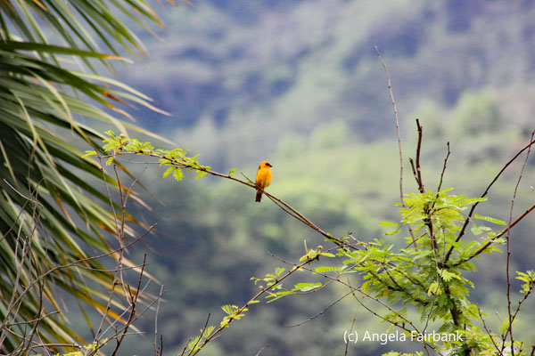 orange fody on a branch