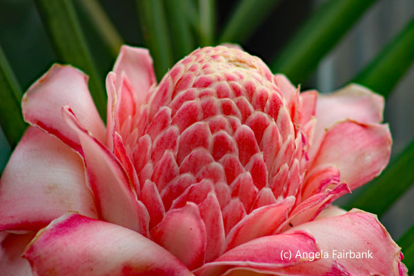 pink protea